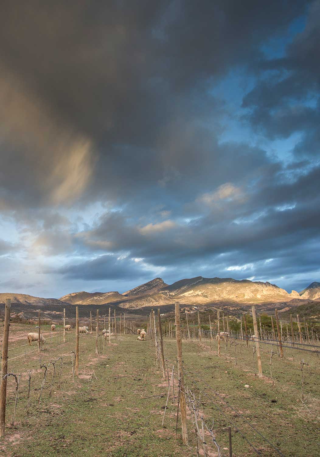 Regenerative viticulture