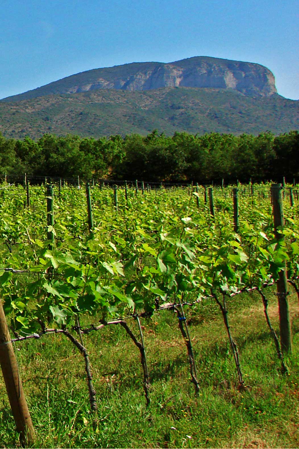 Vineyard soils