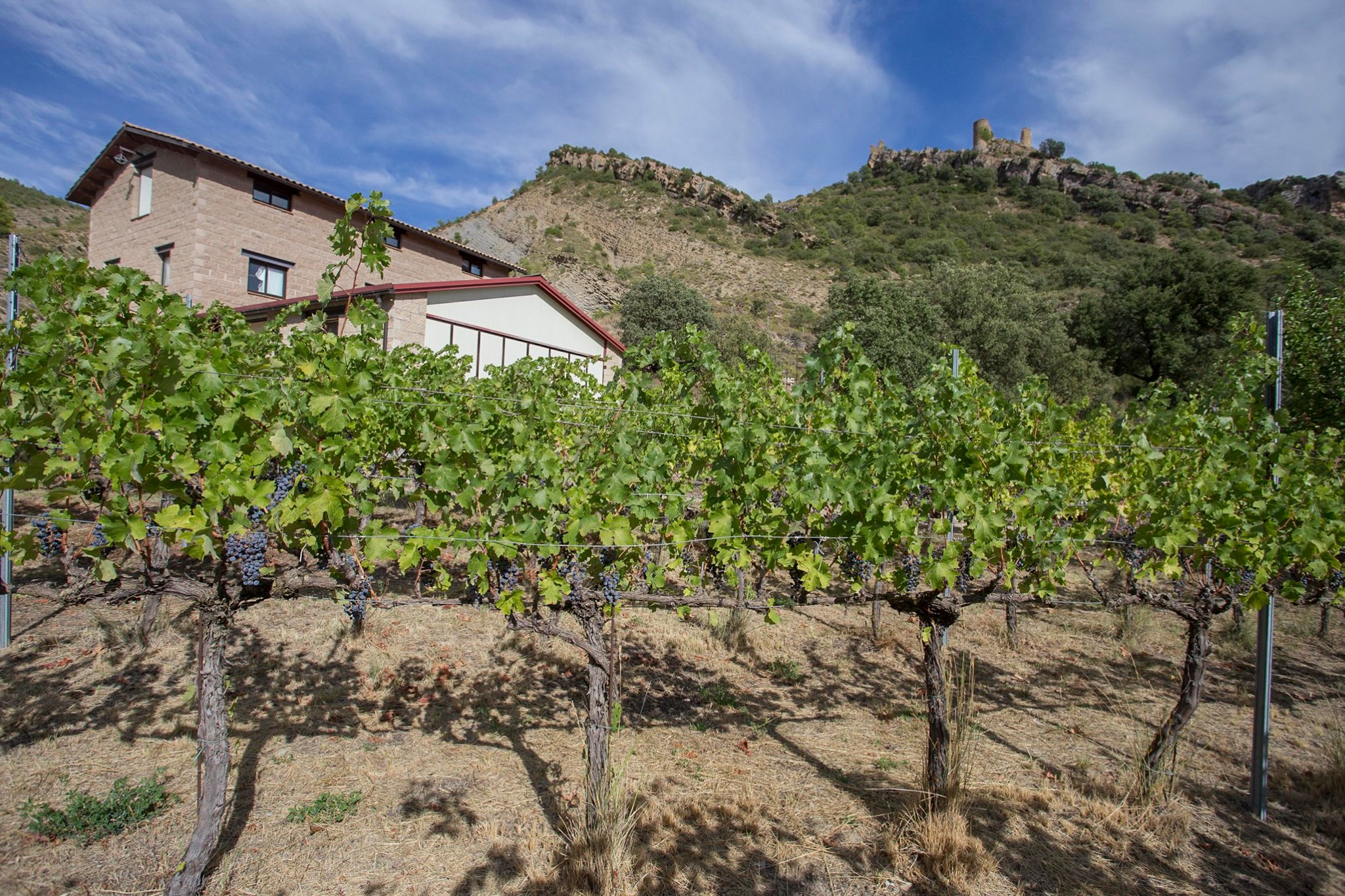 Wine of the Pyrenees